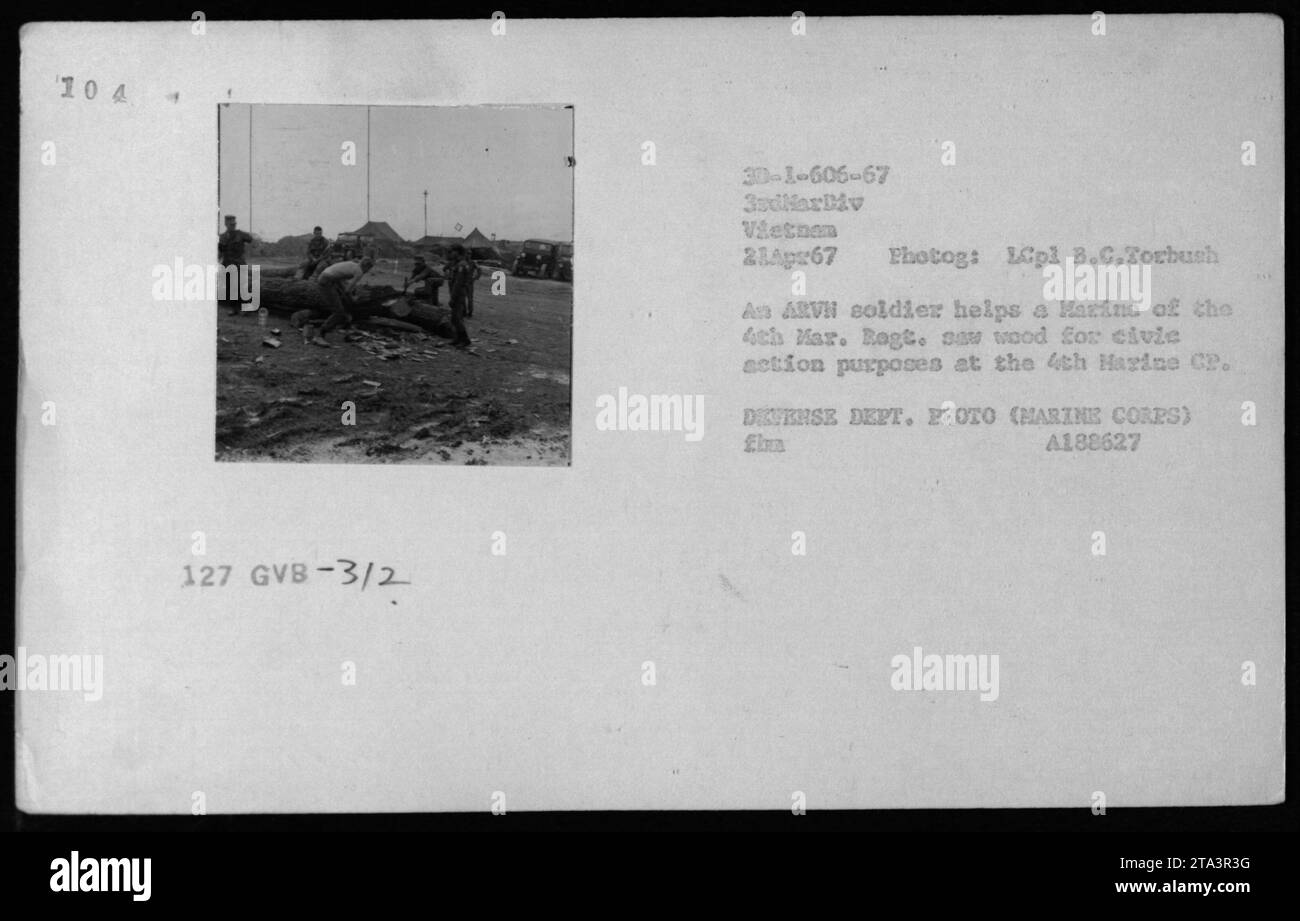 Un soldat de l'ARVN aide un Marine du 4e régiment de Marines à couper du bois pour une action civique au 4e poste de commandement des Marines, au Vietnam, le 21 avril 1967. Banque D'Images