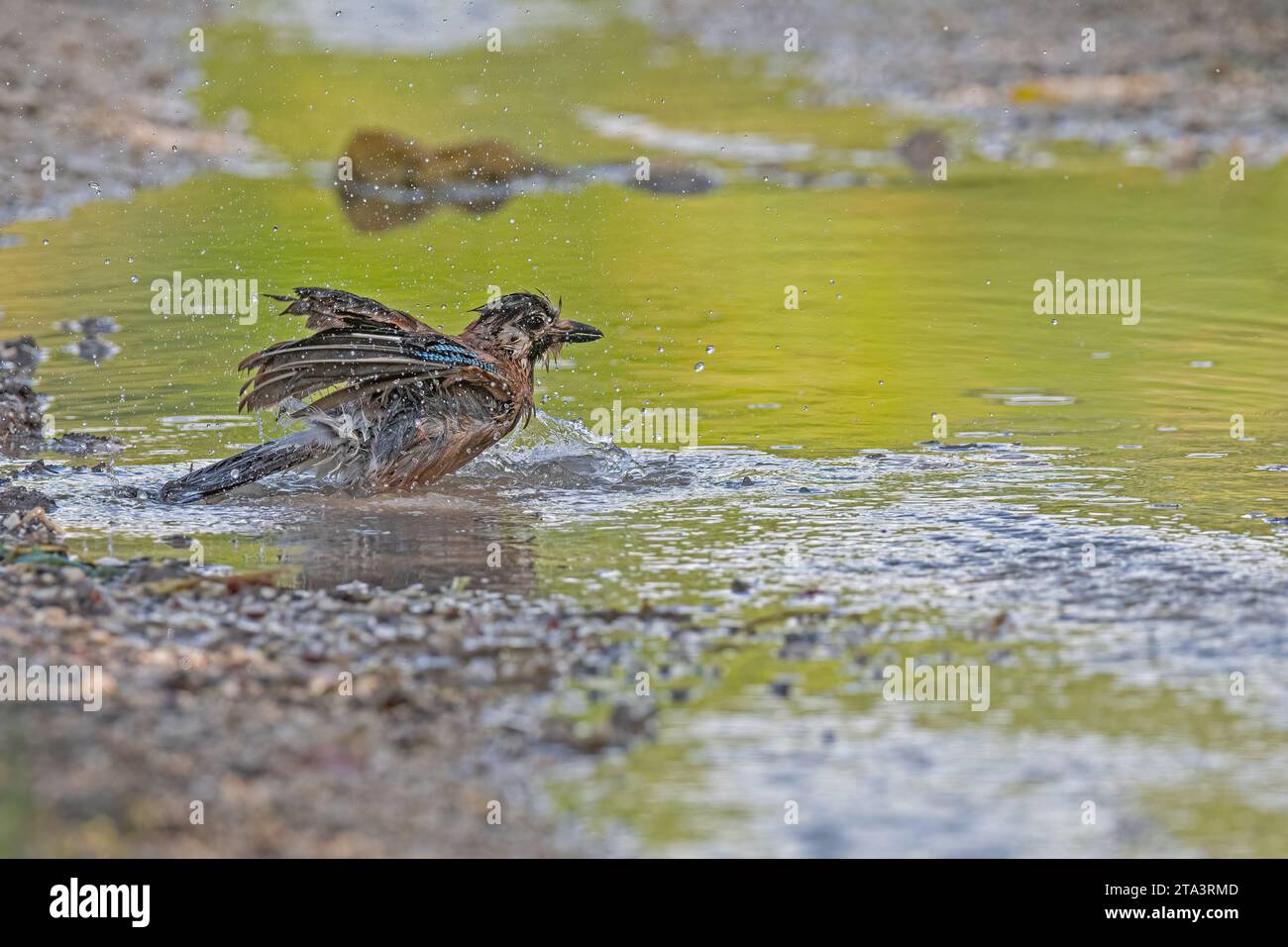 Geai eurasien (Garrulus glandarius) se baignant dans l'eau. Banque D'Images