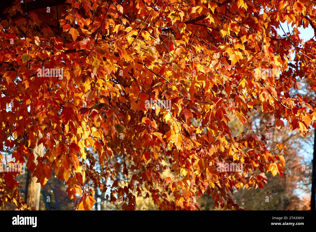 Arbre coloré à Lakewood, Ohio à l'automne 2023 Banque D'Images