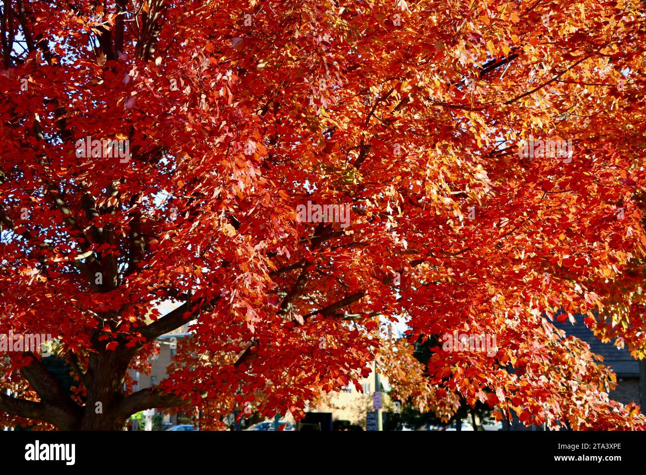 Arbre coloré à Lakewood, Ohio à l'automne 2023 Banque D'Images