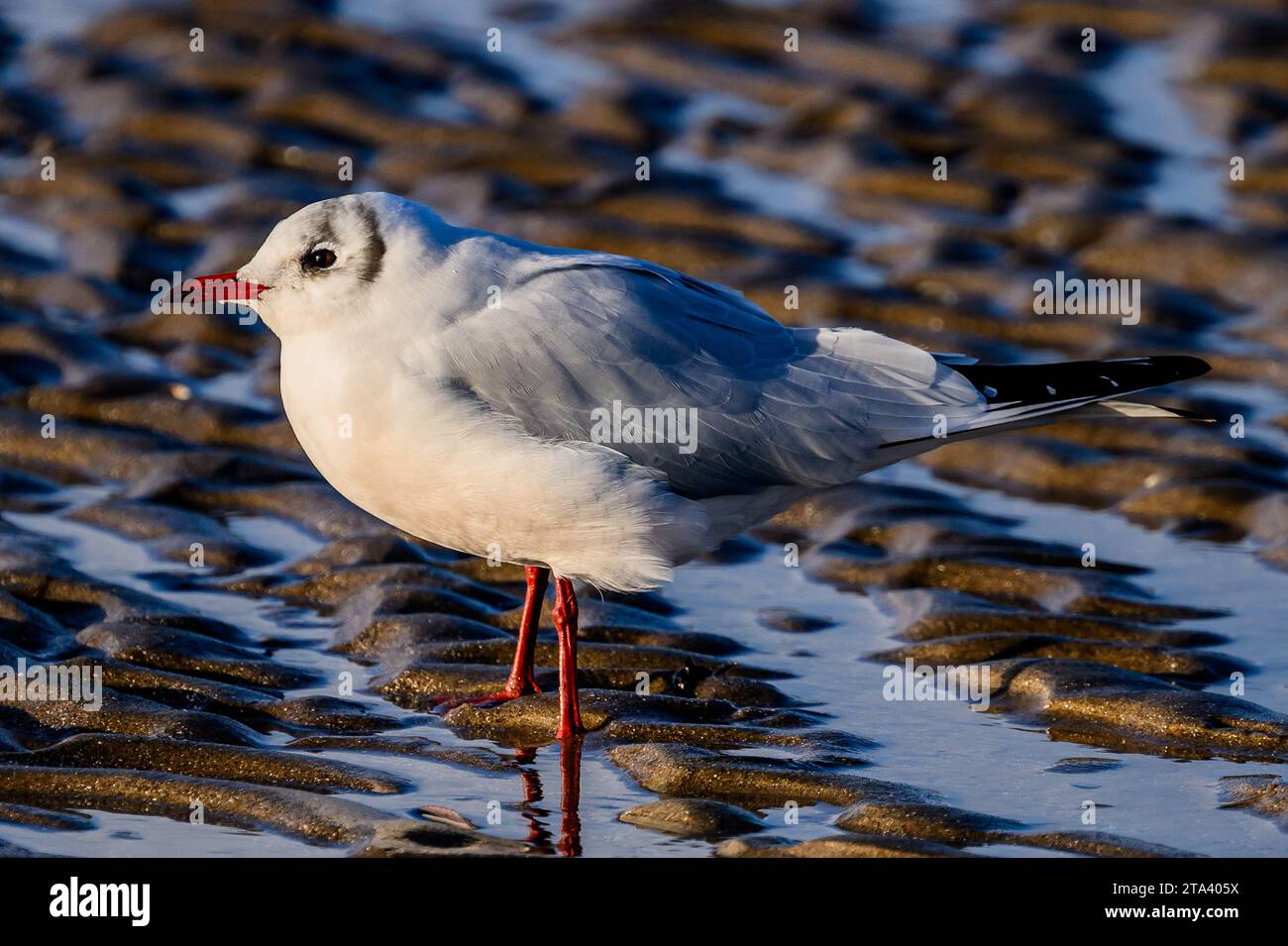 Mouette à tête noire (Seagull) sur la plage du Firth of Forth, Cramond, Édimbourg, Écosse, Royaume-Uni Banque D'Images