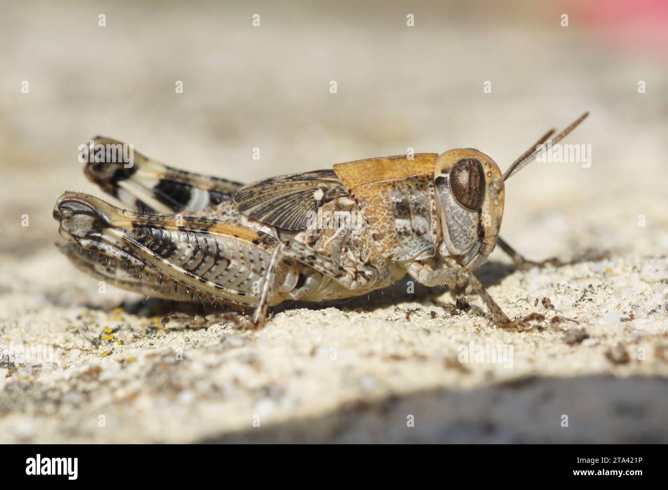 Gros plan naturel détaillé sur une sauterelle méditerranéenne à cornes courtes Calliptamus barbarus assis sur une pierre Banque D'Images