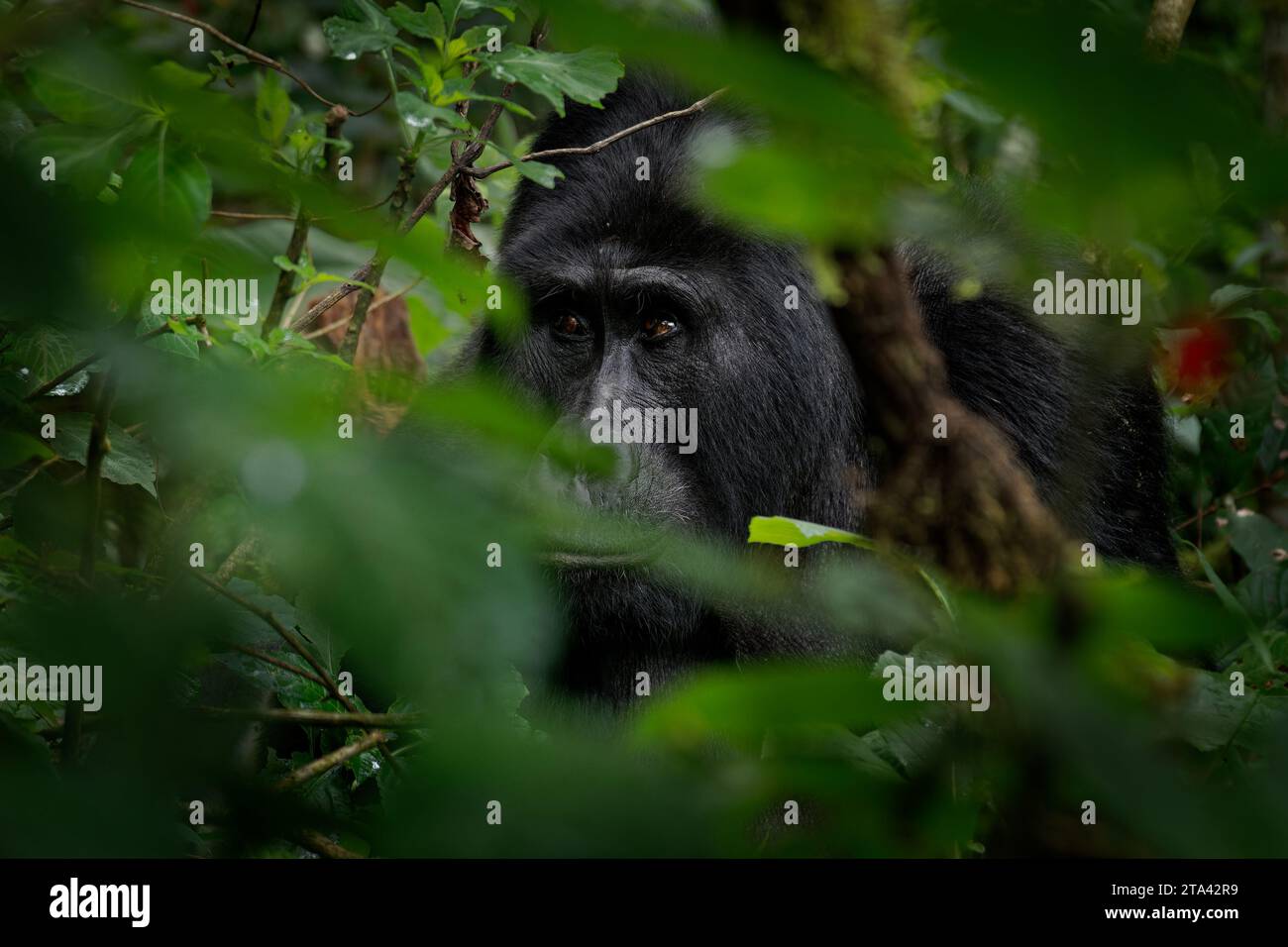 Gorille de l'est - Gorilla beringei plus grand primate vivant en danger critique d'extinction, gorilles des basses terres ou gorilles de Grauer (graueri) dans le front de pluie vert Banque D'Images