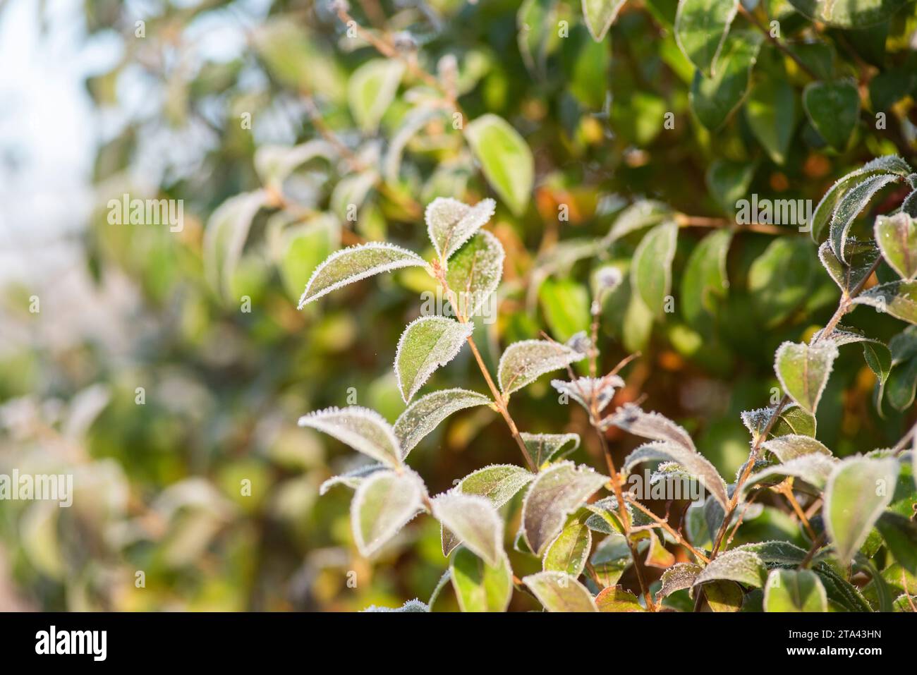 Belles plantes congelées dans le jardin. Paysage hivernal naturel. Banque D'Images