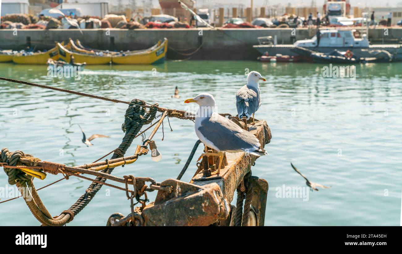 Mouette dans le port d'Essaouira, Maroc. Le port animé regorge de bateaux de pêche, apportant les prises de la journée, tandis que les mouettes tournent au-dessus Banque D'Images