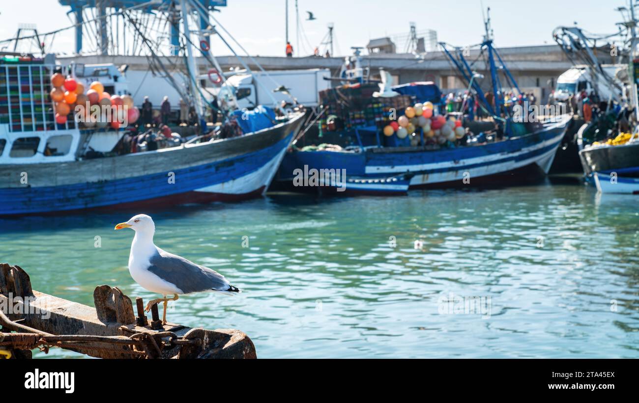 Mouette dans le port d'Essaouira, Maroc. Le port animé regorge de bateaux de pêche, apportant les prises de la journée, tandis que les mouettes tournent au-dessus Banque D'Images