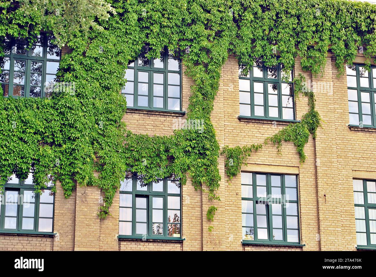 Bâtiment avec les plantes grimpantes, du lierre poussant sur le mur. L'écologie et la vie en vert dans la ville, l'environnement urbain concept. Banque D'Images