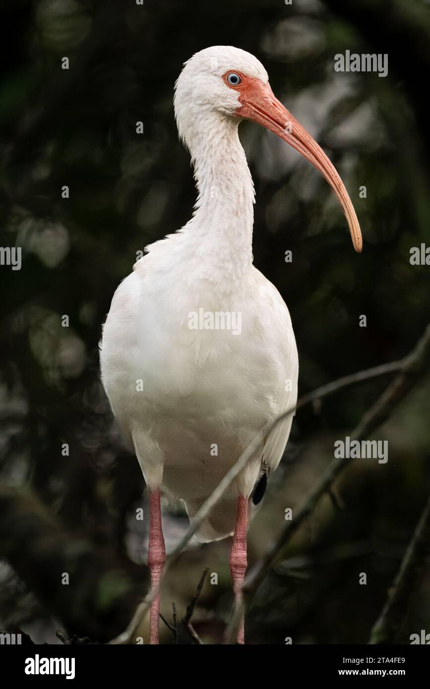 Un ibis blanc perché dans un marais de Floride Banque D'Images