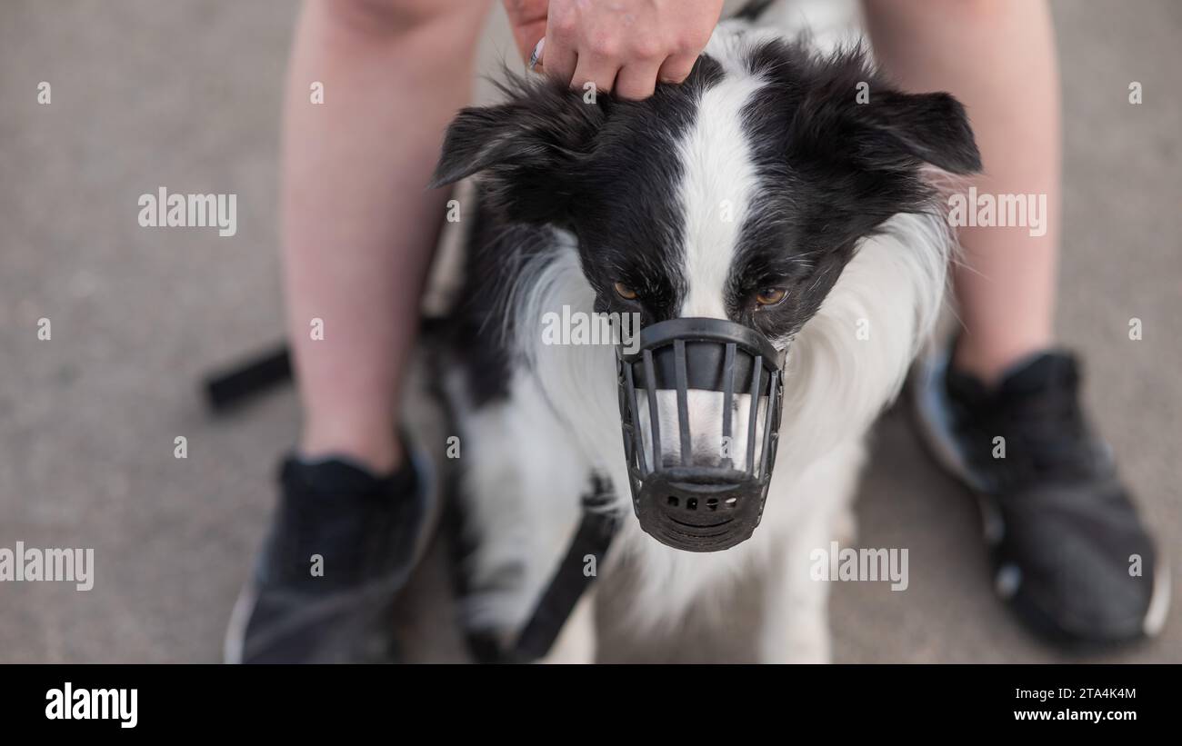 Femme marche 2 chiens. Gros plan des jambes de femmes, bordure de collie et taureau terrier dans les muzzles et sur les laisses lors d'une promenade à l'extérieur. Banque D'Images