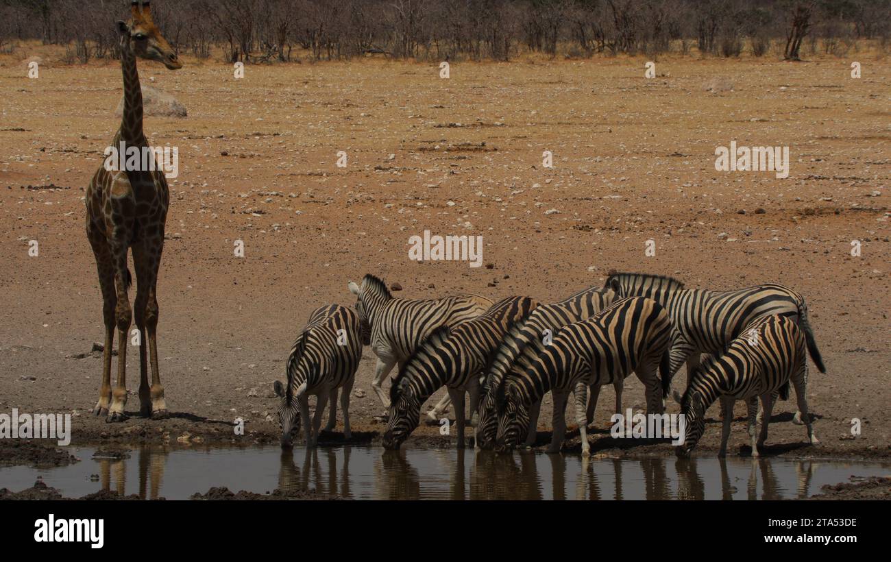 Girafe regardant vers le bas un troupeau de zèbres au point d'eau. Banque D'Images