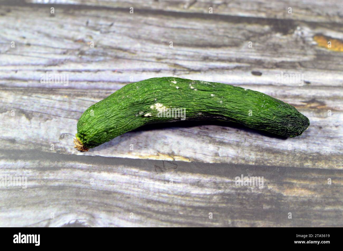 concombre avec moisissure, la moisissure est l'une des structures que certains champignons peuvent former, formation de spores contenant des métabolites secondaires fongiques, en décomposition Banque D'Images
