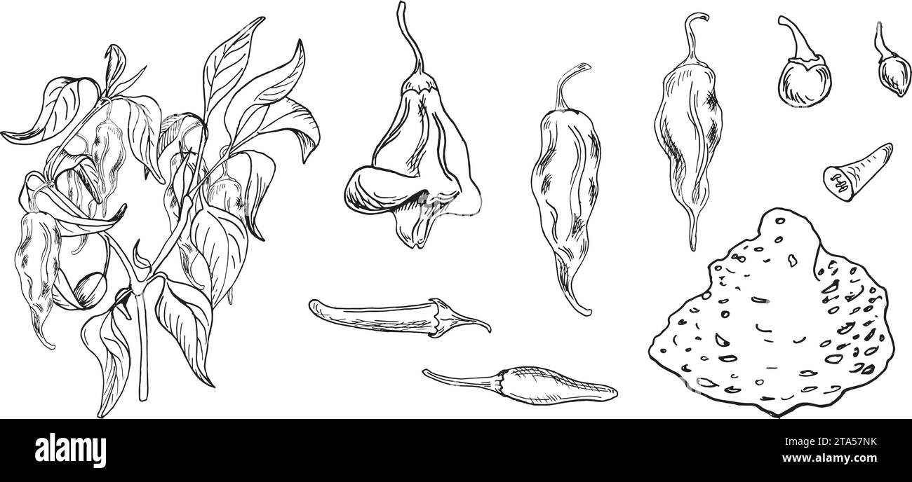 Illustration vectorielle de buisson de piments forts isolée sur blanc. Encre dessinée à la main trinidad scorpion poivre. Motif Carolina Reaper poivre noir blanc. Hot peppe Illustration de Vecteur