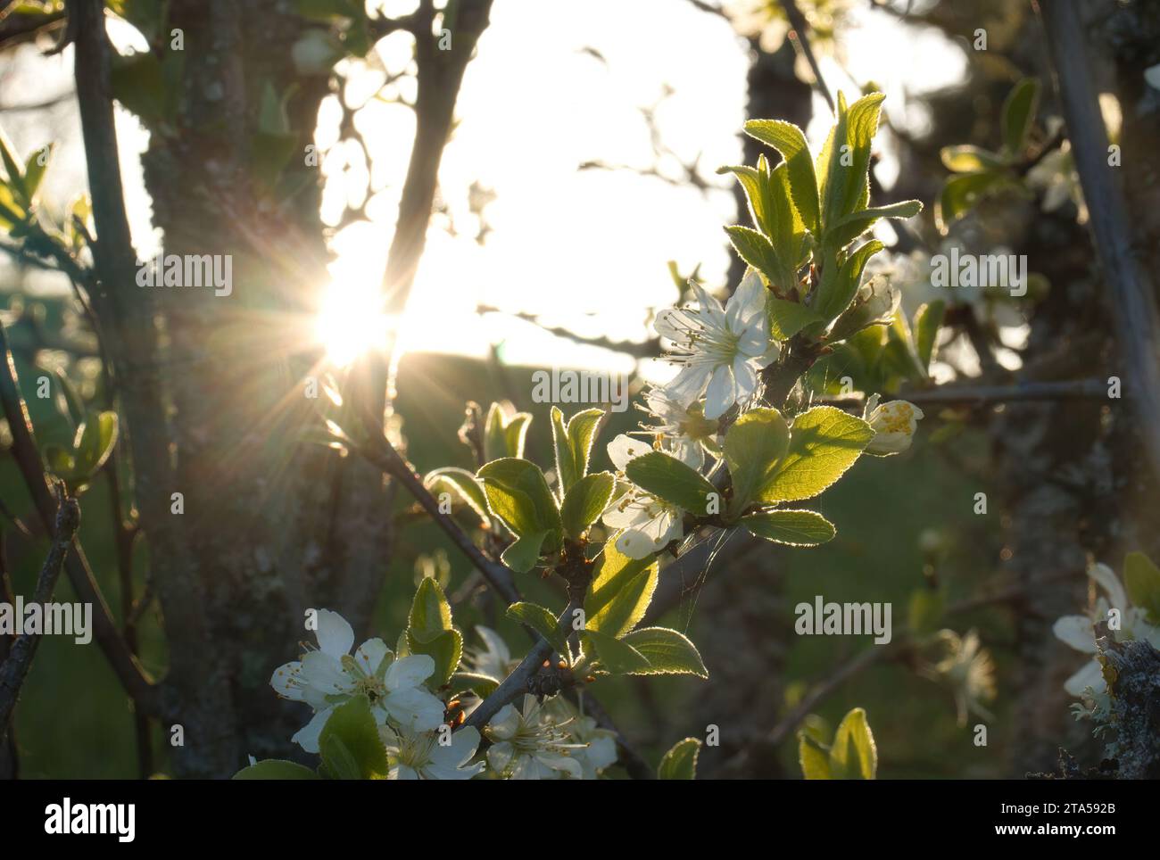 Rayons de soleil qui brillent à travers les arbres sur les fleurs blanches crry un soir de printemps à Potzbach, en Allemagne. Banque D'Images