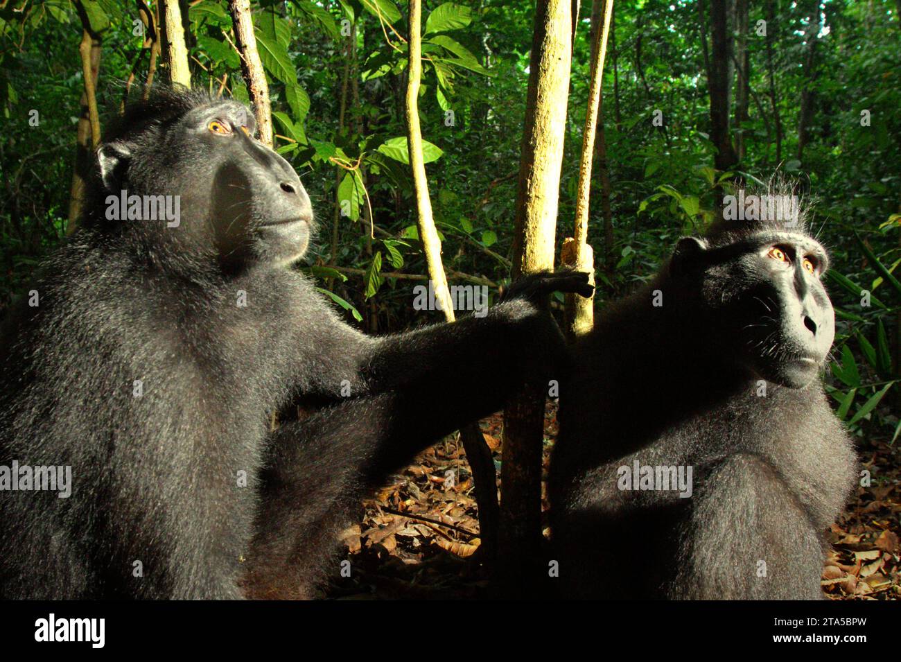 Deux individus de macaque à crête noire de Sulawesi (Macaca nigra) regardent vers le haut, assis sur le sol dans la forêt de Tangkoko, Sulawesi du Nord, Indonésie. Le réchauffement de la température peut changer graduellement les comportements et le cycle de reproduction de cette espèce menacée. En outre, cela réduit leur adéquation à l’habitat, ce qui pourrait les forcer à quitter les habitats sécuritaires et à faire face à des conflits potentiels avec les humains. Un rapport récent d'une équipe de scientifiques dirigée par Marine Joly a révélé que la température augmente dans la forêt de Tangkoko et que l'abondance globale des fruits a diminué. 'Entre 2012 et 2020, températures Banque D'Images