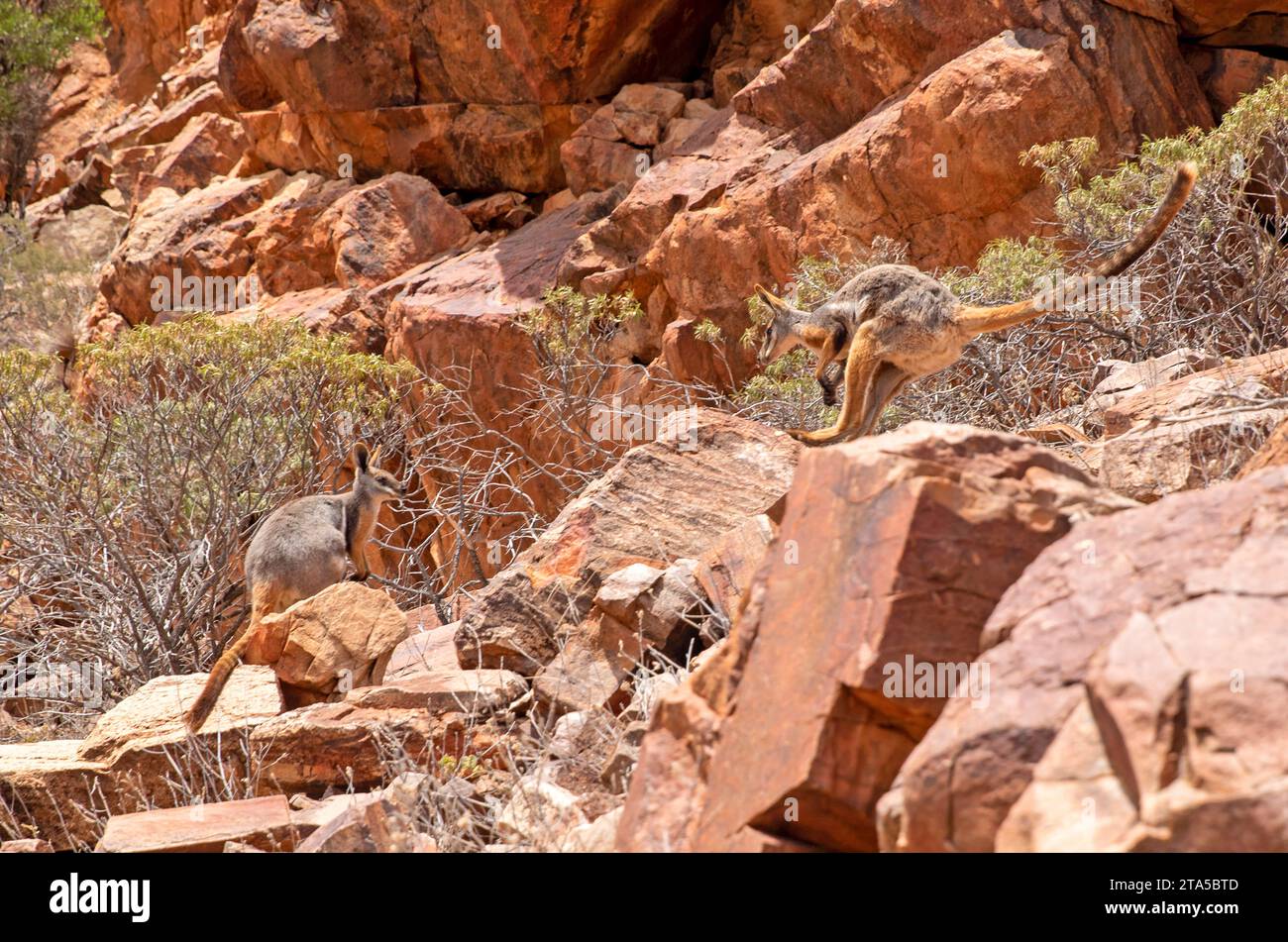 Wallabies rocheux à pieds jaunes, sanctuaire sauvage d'Arkaroola Banque D'Images