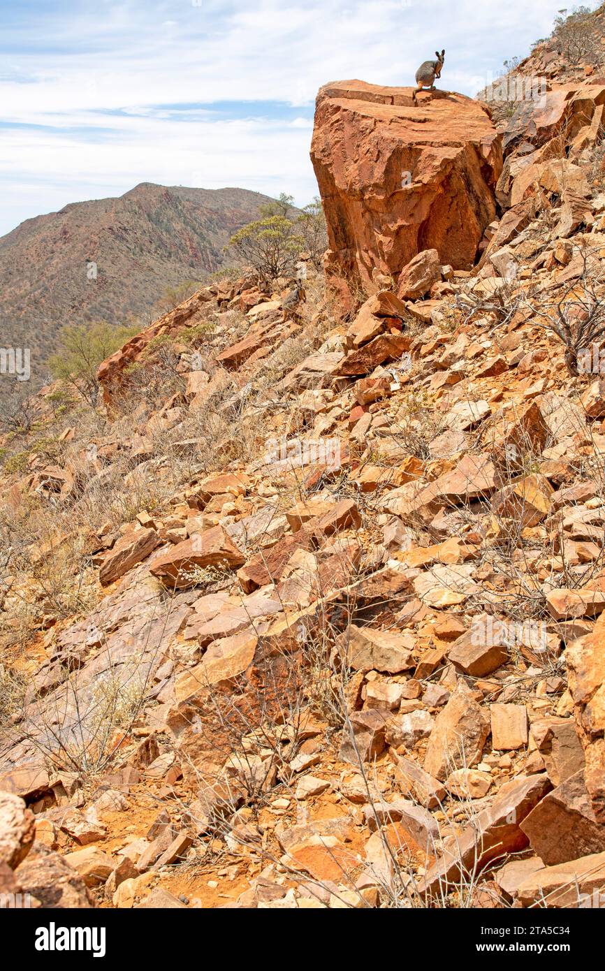 Wallaby rocheux à pieds jaunes sur la colline de Griselda, sanctuaire sauvage d'Arkaroola Banque D'Images