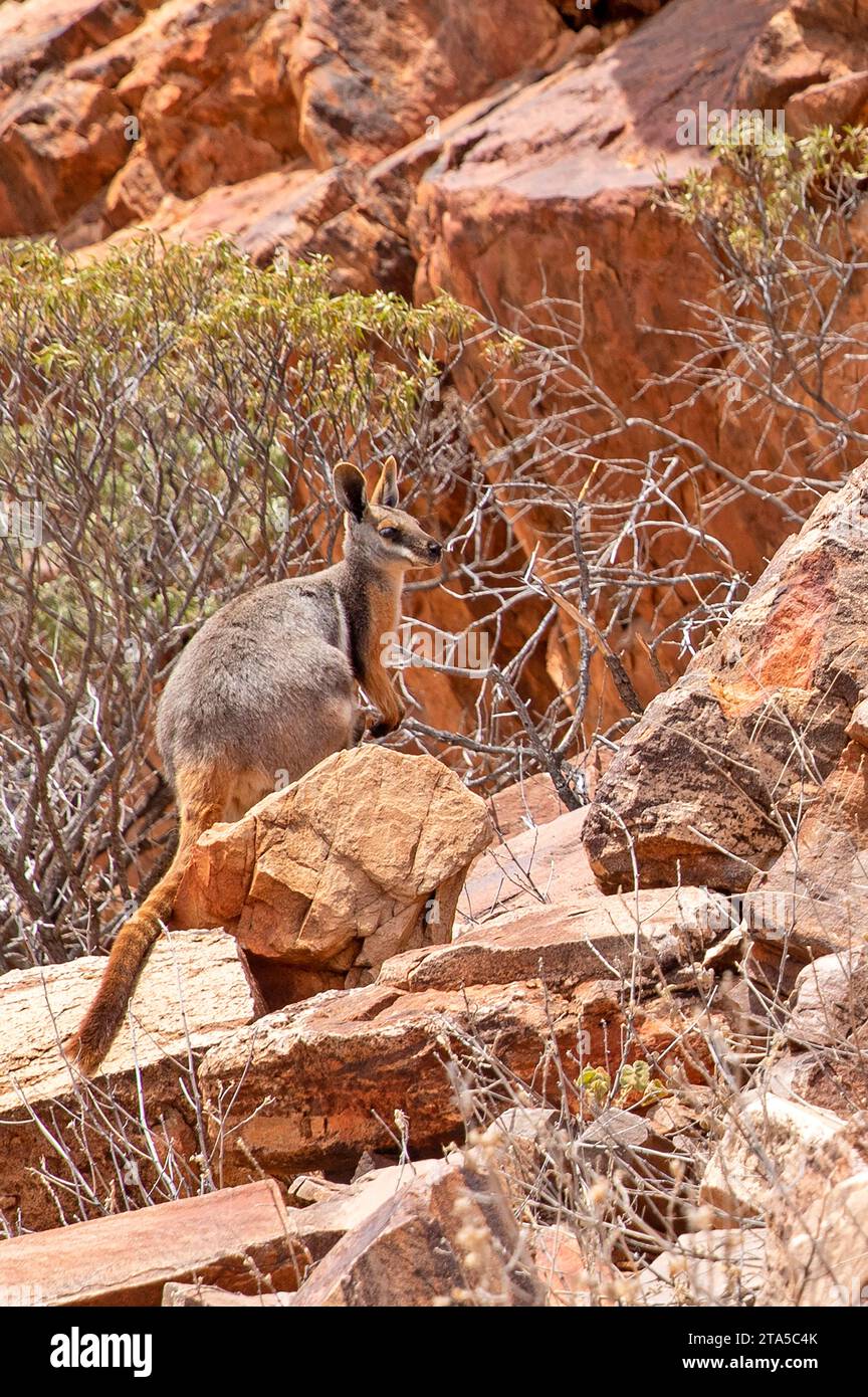 Wallaby rocheux à pieds jaunes, sanctuaire sauvage d'Arkaroola Banque D'Images