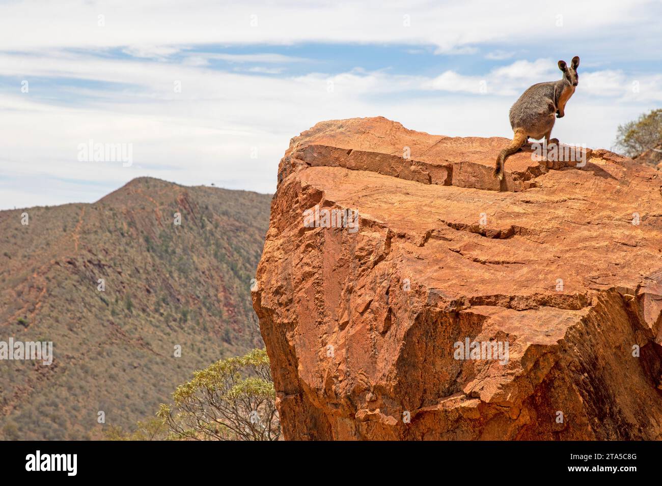 Wallaby rocheux à pieds jaunes, sanctuaire sauvage d'Arkaroola Banque D'Images