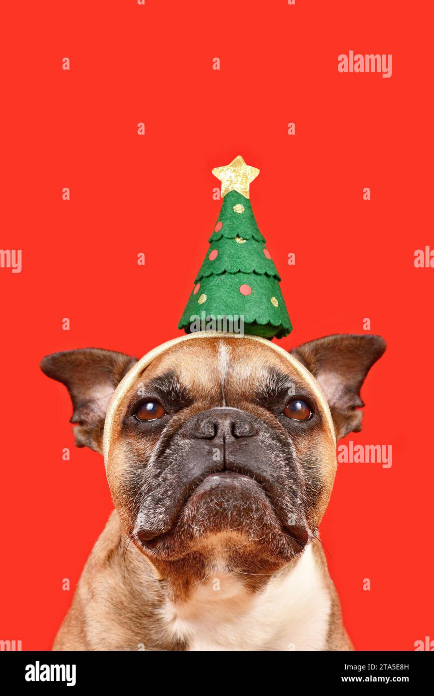 Chien Bulldog français portant le bandeau d'arbre de Noël sur fond rouge Banque D'Images Chien Bulldog français portant le bandeau d'arbre de Noël sur fond rouge Banque D'Images