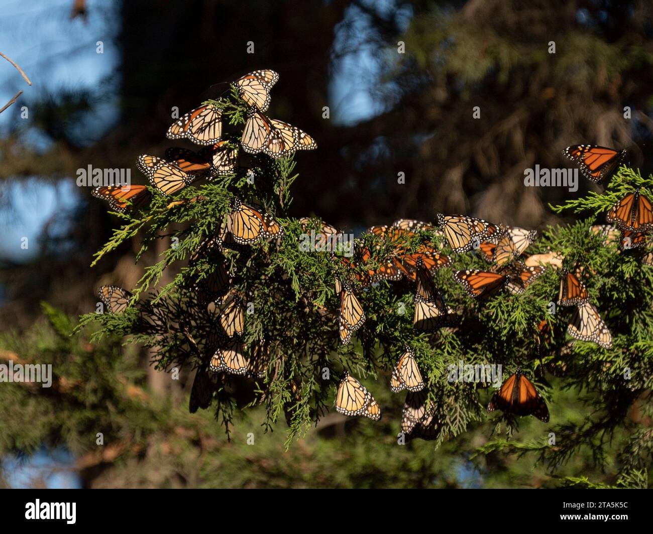 San Francisco. 28 novembre 2023. Cette photo prise le 28 novembre 2023 montre des papillons monarques de l'Ouest dans une forêt de Santa Cruz, Californie, États-Unis. Crédit : Li Jianguo/Xinhua/Alamy Live News Banque D'Images San Francisco. 28 novembre 2023. Cette photo prise le 28 novembre 2023 montre des papillons monarques de l'Ouest dans une forêt de Santa Cruz, Californie, États-Unis. Crédit : Li Jianguo/Xinhua/Alamy Live News Banque D'Images