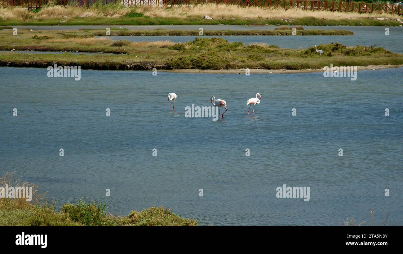 Un troupeau de flamants roses autour de Ayvalık dans l'ouest de la Turquie. Un troupeau de Flamingos dans de petits étangs sur la côte égéenne. Phoenicopterus, Alliturna. Banque D'Images