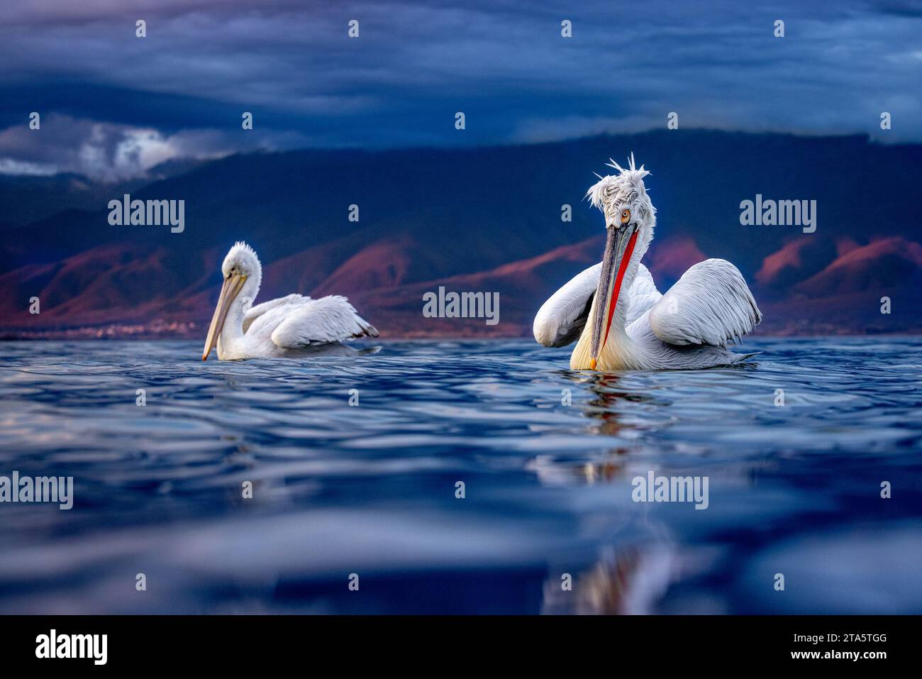 Mauvais jour de cheveux pour la GRÈCE pélican images COMIQUES montrent des pélicans dalmates ayant un temps de gala sur le lac Kerkini dans le nord de la Grèce. Une image rapprochée de Banque D'Images