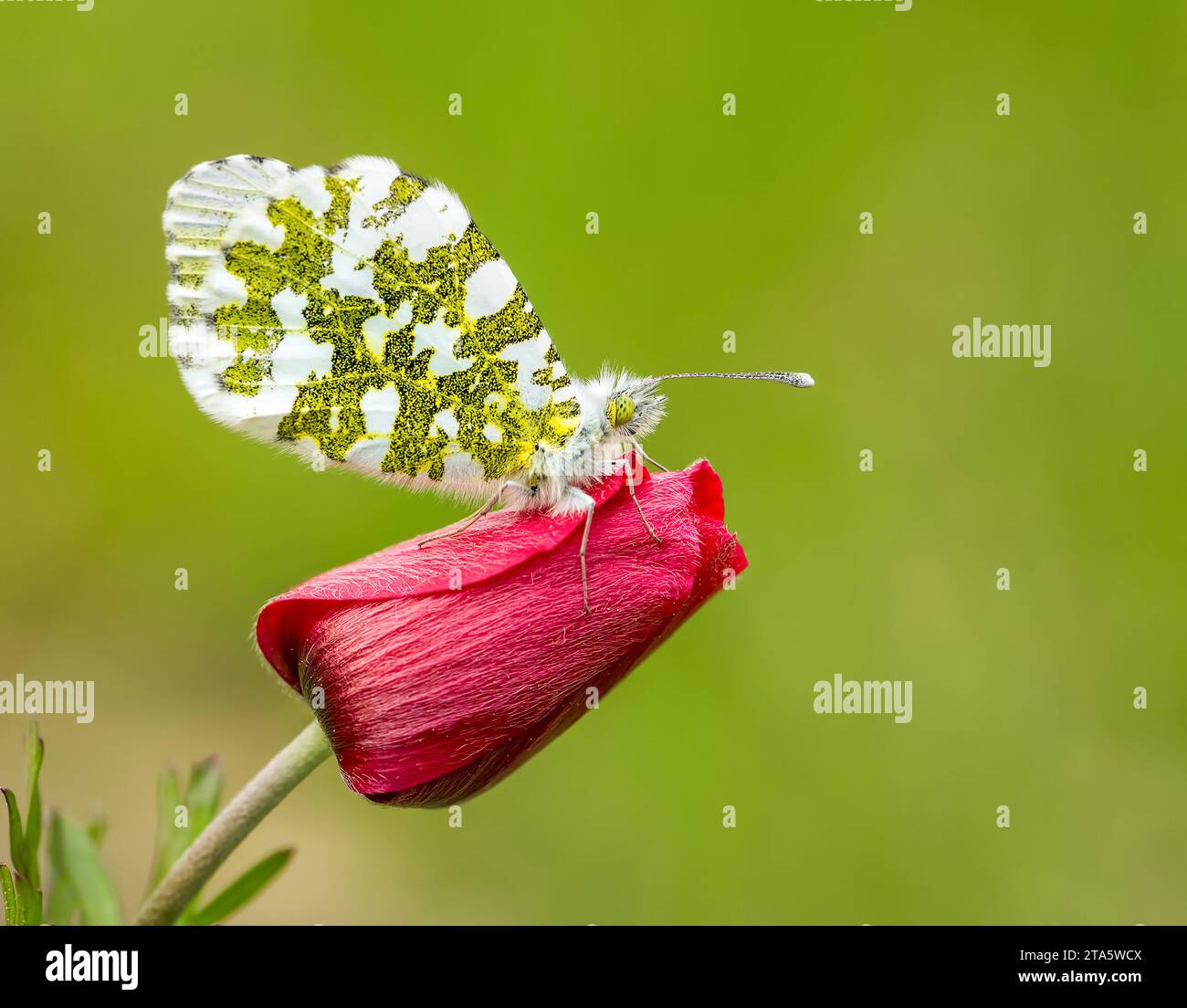 Papillon sur la plante, fleur dans la nature. Nom scientifique ; Anthocharis cardamines Banque D'Images