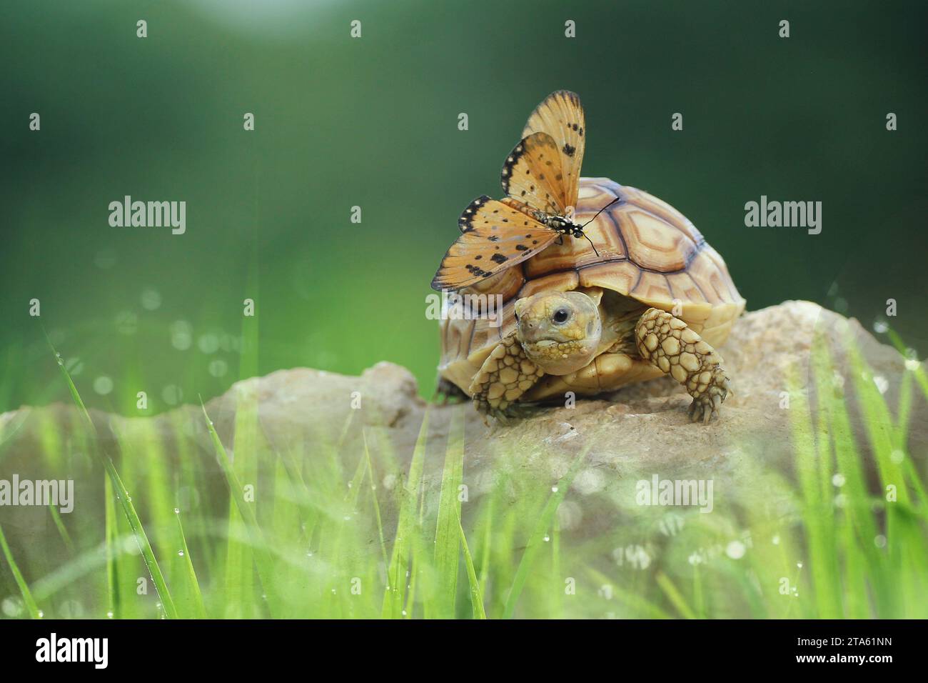 Amitiés animales INDONÉSIE UNE VÉRITABLE AMITIÉ entre une tortue stimulée africaine et un papillon soufré peut être ressentie à travers ces images capturées sur N. Banque D'Images