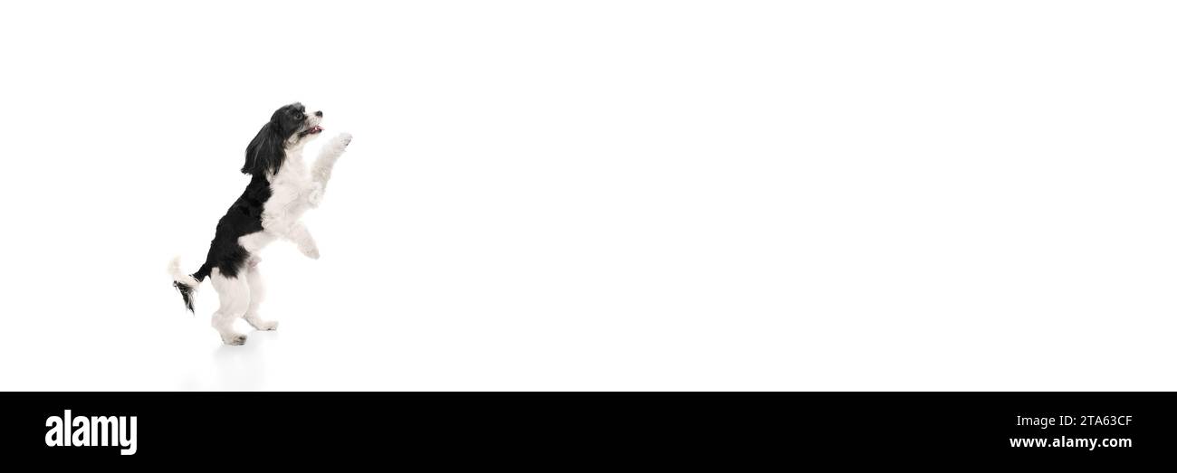 Bannière. Chien amusant drôle, race Shi-tzu avec la fourrure blanche-noire sautant en mouvement isolé sur fond de studio blanc. Pattes moelleuses Banque D'Images