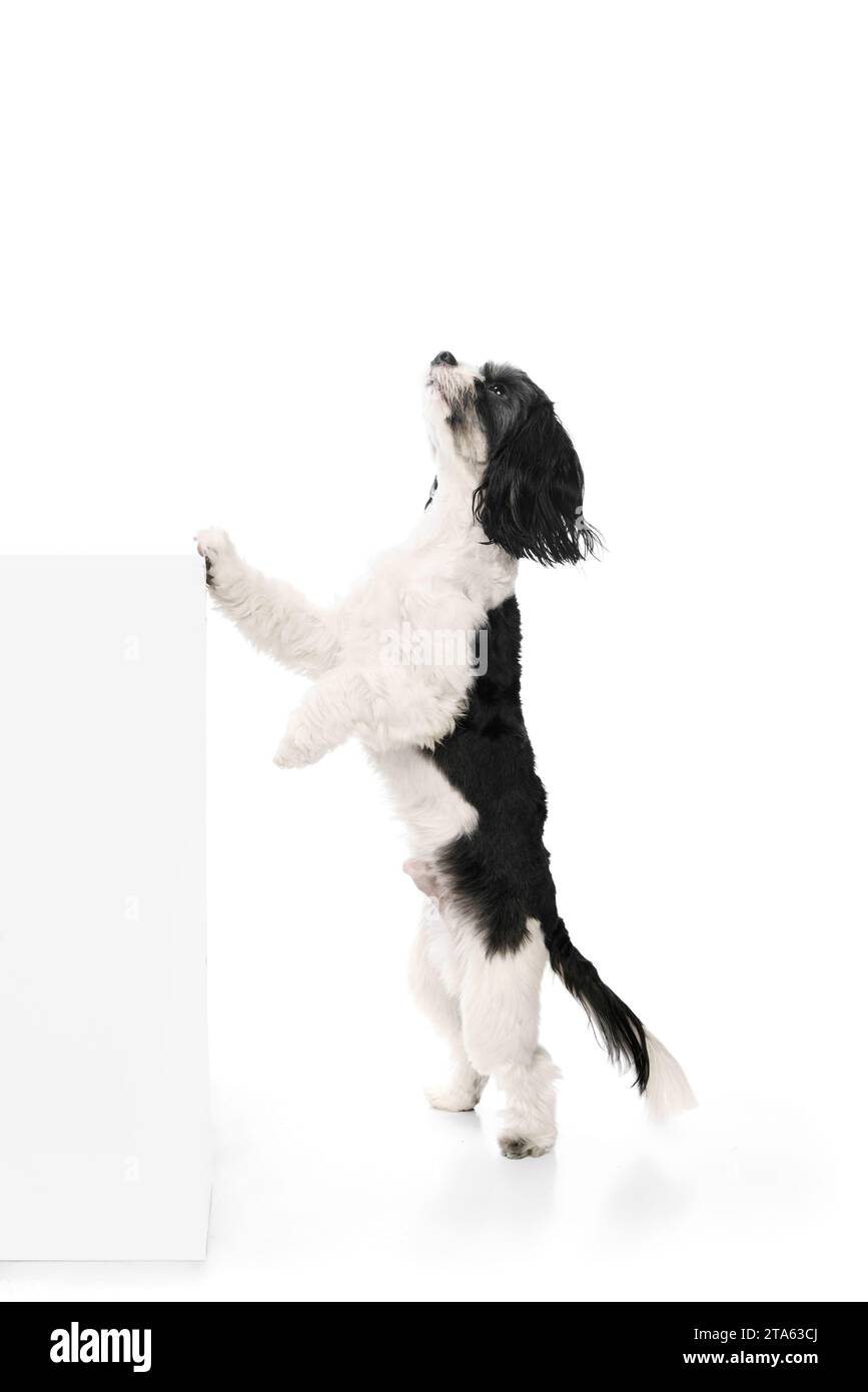 Portrait de chien, race Shi-tzu avec la fourrure blanche-noire sautant en mouvement isolé sur fond de studio blanc. Pattes moelleuses Banque D'Images