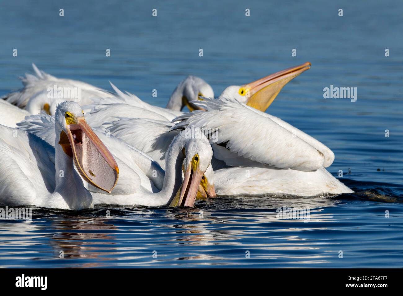 Pélican blanc américain (Pelecanus erythrorhynchos) troupeau d'adultes pêchant ensemble sur l'eau dans le marais de Magrove, île Merrit, Floride, États-Unis. Banque D'Images