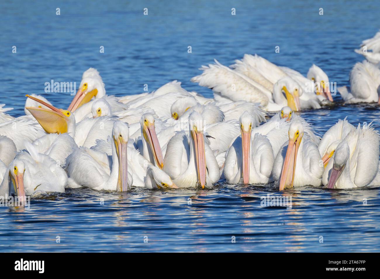 Pélican blanc américain (Pelecanus erythrorhynchos) troupeau d'adultes pêchant ensemble sur l'eau dans le marais de Magrove, île Merrit, Floride, États-Unis. Banque D'Images