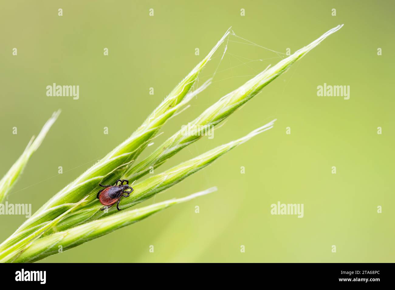 petite tique commune sur une herbe verte avec fond vert. Photographie de nature macro horizontale. porteur de la maladie de lyme. Copier l'espace Banque D'Images