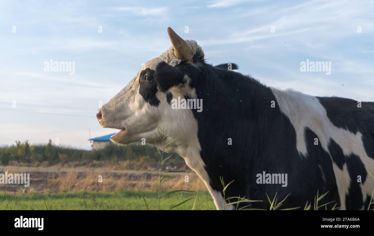 été, nature, herbe, paysage, animal, lait, vert, noir, animaux, ferme, coucher de soleil, mignon, agriculture, vache, lever de soleil, champ, naturel, mammifère, élevage, boeuf, prairie, pâturage, produits laitiers, bétail, domestique, bétail, pâturage, bouche, troupeau, terres agricoles, vaches, bovin, pâturage, ranch, extérieur, drôle d'animal, veau, rural, campagne, pays, bâillement, ranch de bétail, brun, terre et plus, animal de ferme, julia patt, lumière du matin, lumière chaude, plus propre Banque D'Images