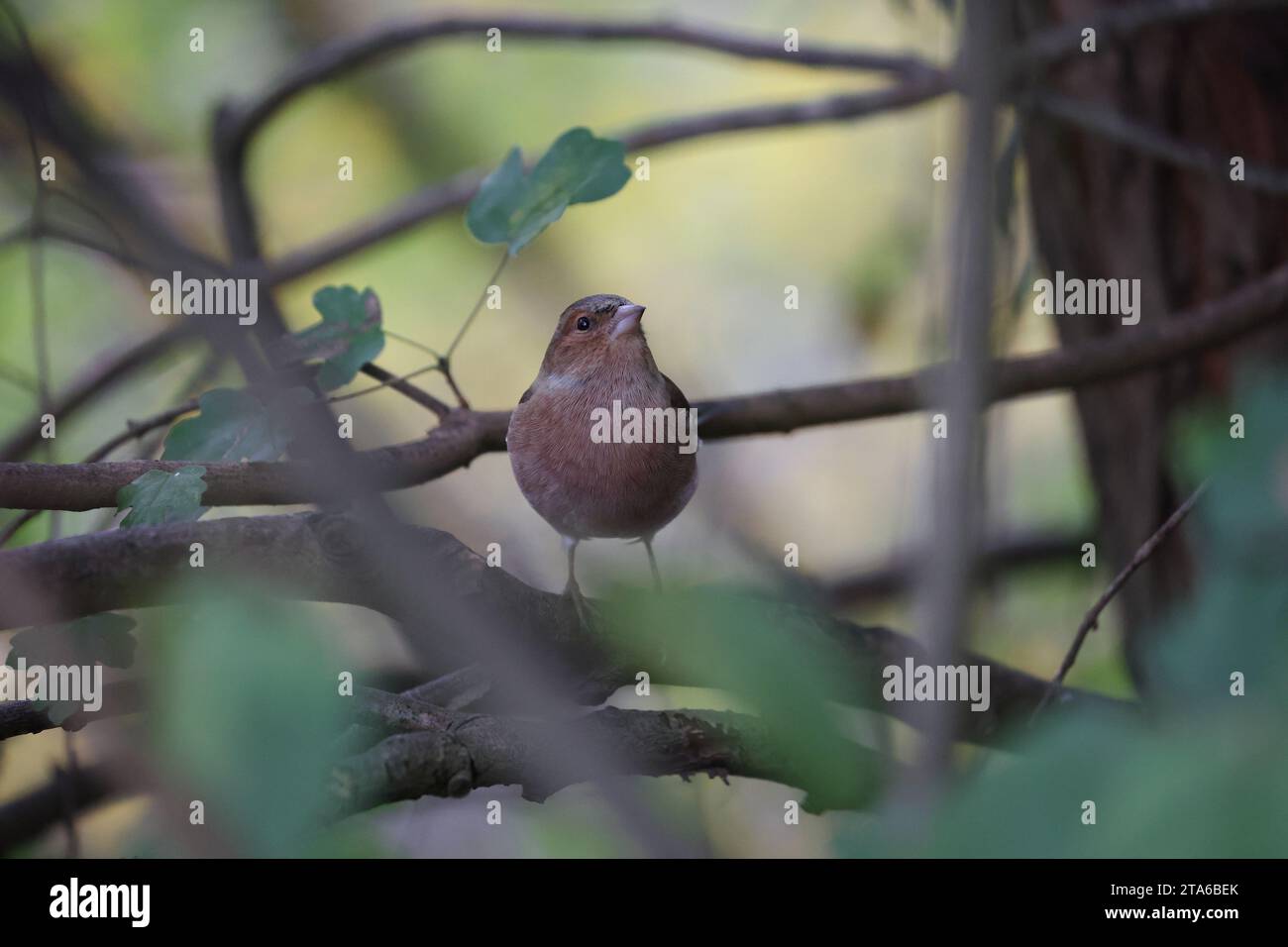 mâle à mouche commune dans un bois d'europe centrale Banque D'Images