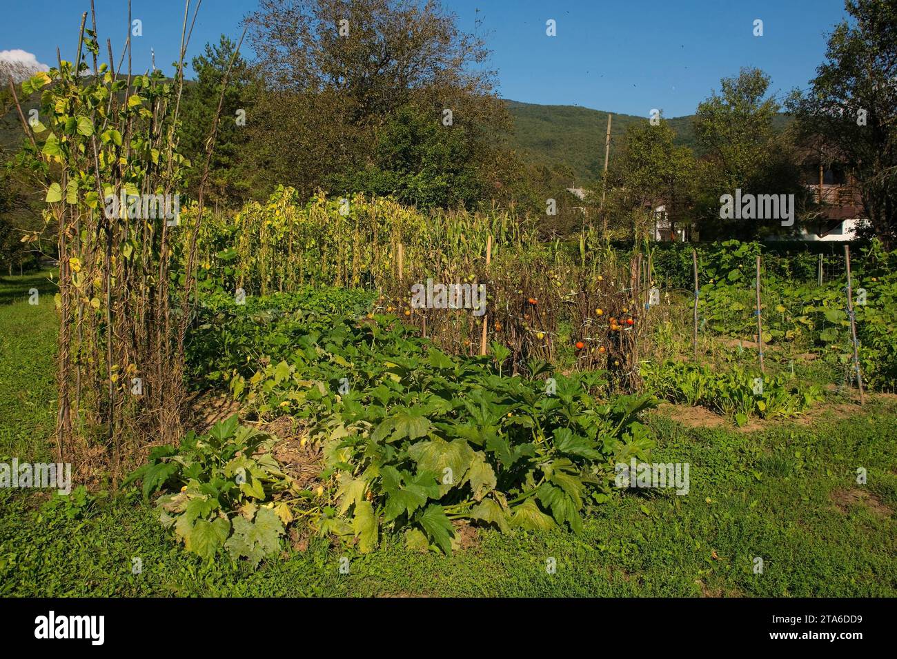Une parcelle de légumes domestiques dans le village de Kulen Vakuf dans le parc national una. Canton d'una-Sana, Fédération de Bosnie-Herzégovine. Tomate, haricot, courgette Banque D'Images