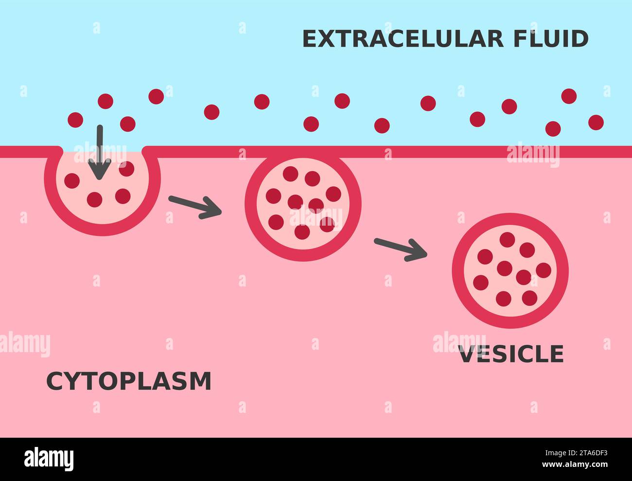 Processus d'endocytose. Mécanisme cellulaire dans lequel des substances sont introduites dans la cellule. Le matériau est entouré d'une membrane cellulaire pour former une vésicule Illustration de Vecteur