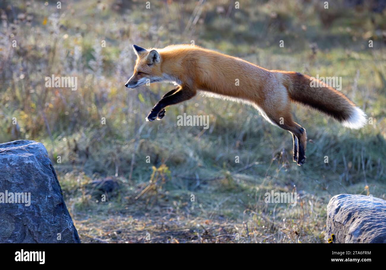 Un jeune renard roux avec une belle queue sautant de roche en roche dans une prairie herbeuse en automne. Banque D'Images