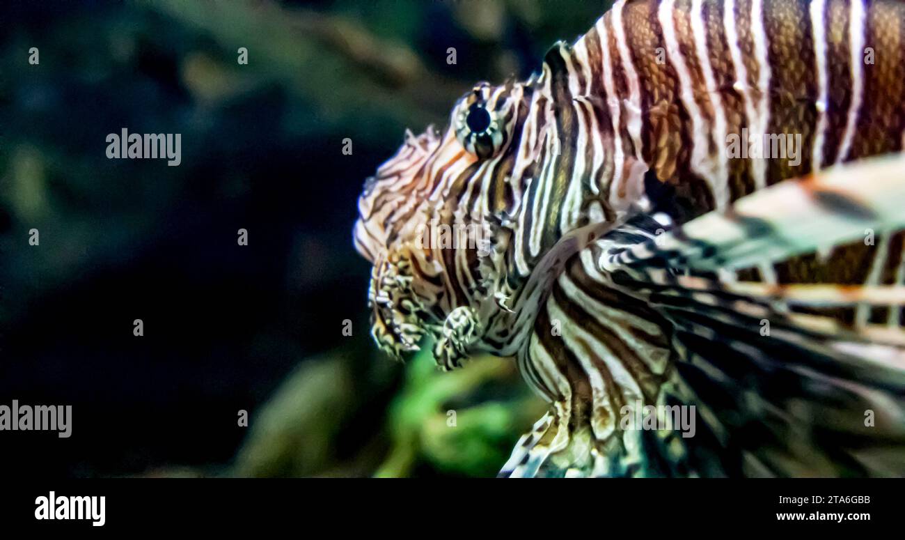 Photo spectaculaire d'un beau et grand spécimen du poisson-lion, également connu à tort comme le poisson-scorpionfish au Shark Reef Aquarium à Mandalay Banque D'Images