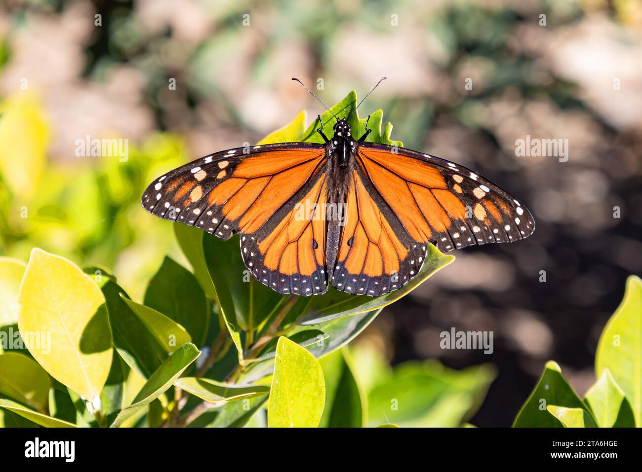 Un papillon monarque mâle visible ou simplement monarque (Danaus plexippus) est un papillon d'herbe à lait. D'autres noms communs, selon la région, incluent l'herbe à lait Banque D'Images