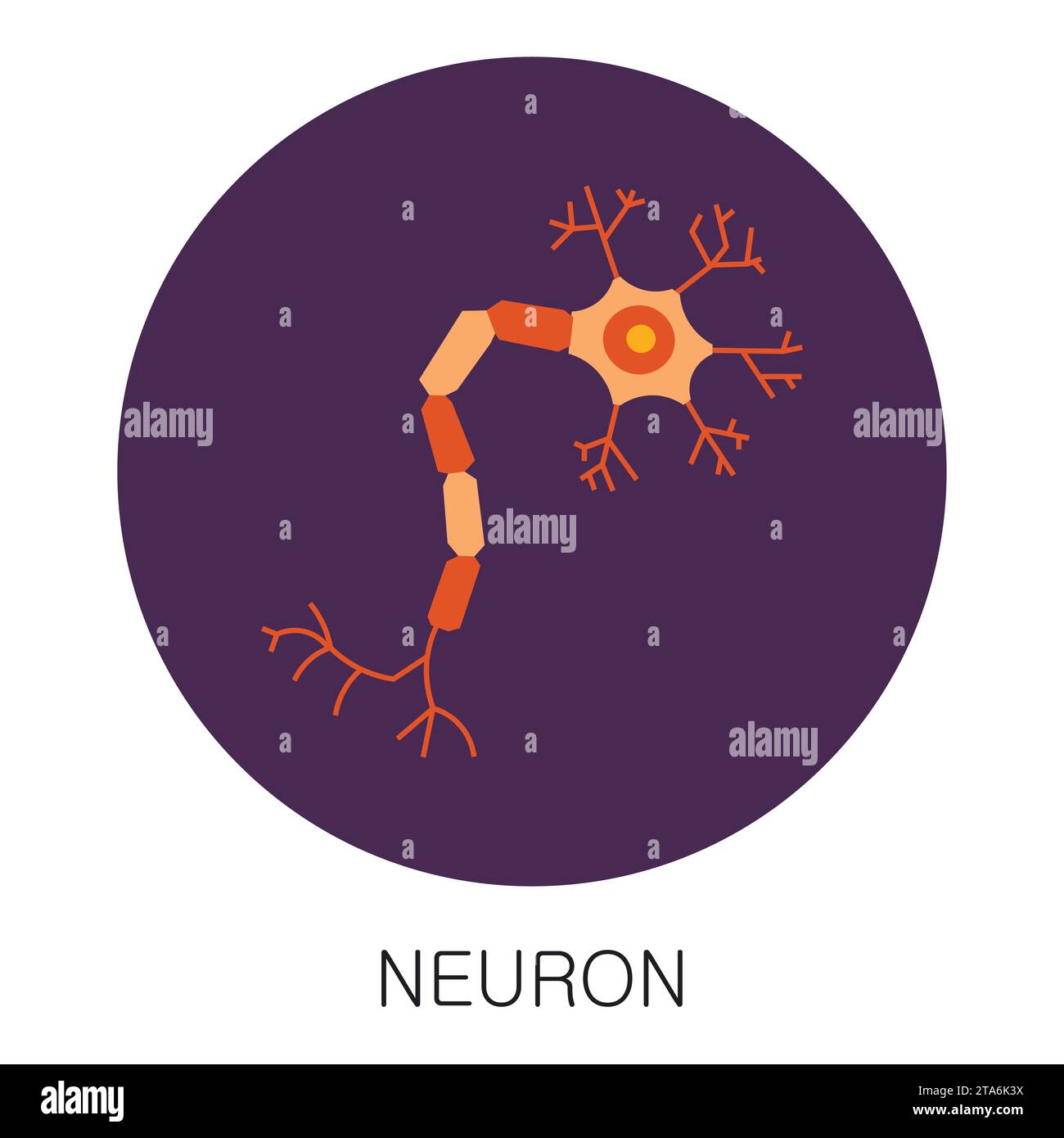 Icône de neurone dans le style plat isolé sur fond blanc. Vecteur d'organe médical d'anatomie humaine Illustration de Vecteur