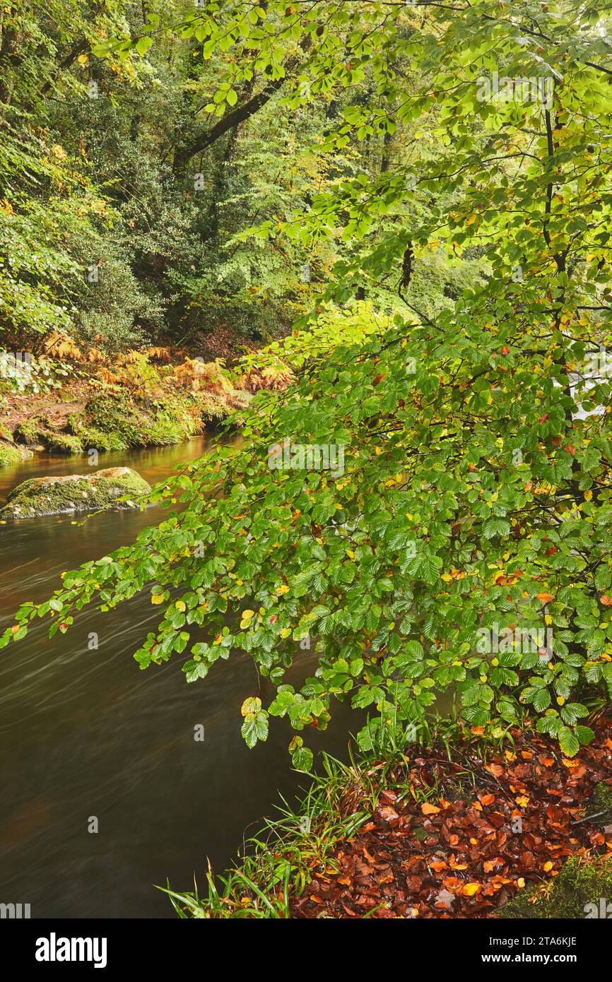 Hêtres au début de l'automne, avec des feuilles encore principalement vertes, le long des rives de la rivière Teign, près de Fingle Bridge, parc national de Dartmoor, Devon. Banque D'Images