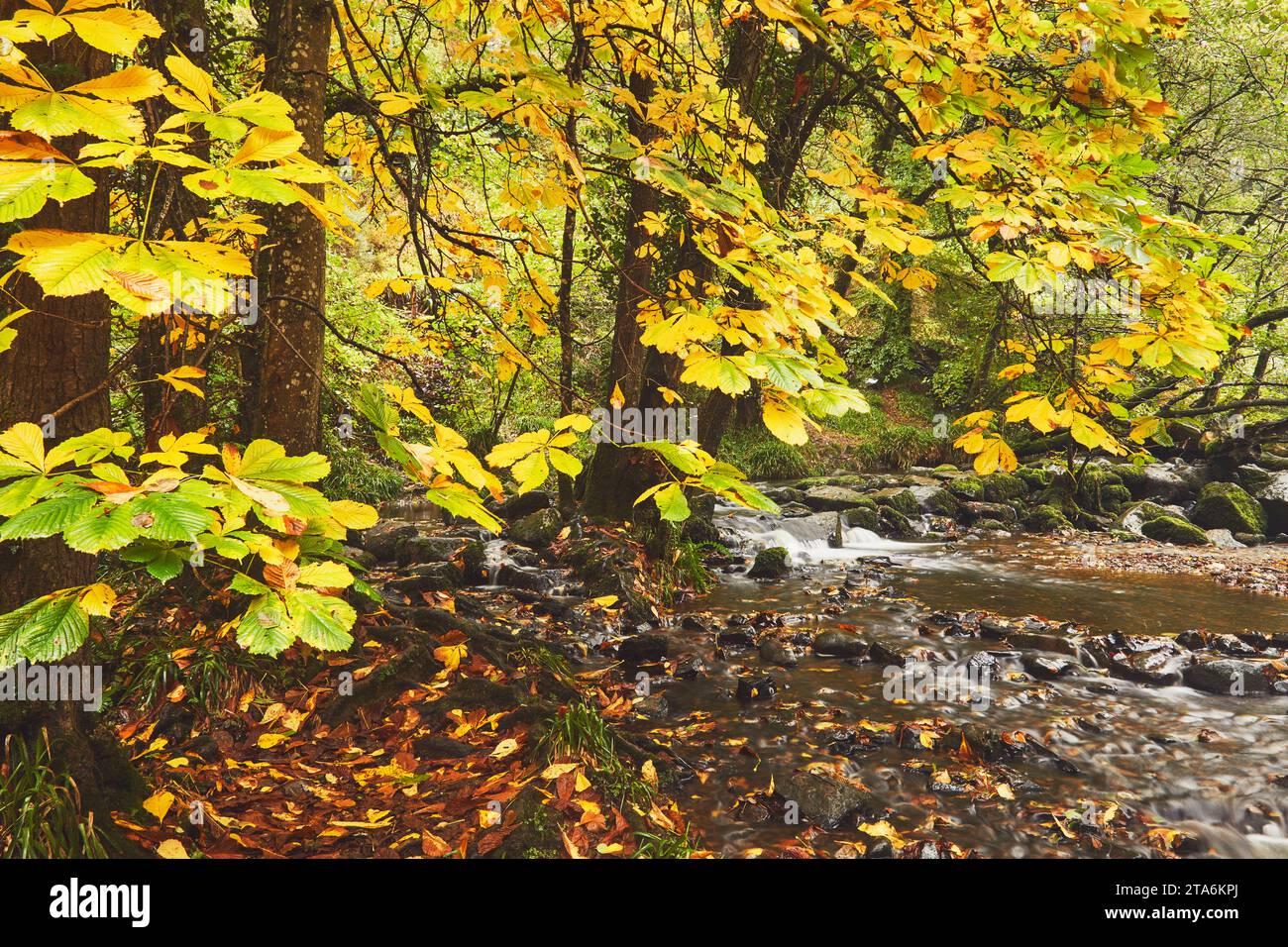 Feuilles de châtaignier à cheval de couleur automnale, dans les bois le long des rives de la rivière Teign, près de Fingle Bridge, Dartmoor National Park, Devon, Grande-Bretagne. Banque D'Images