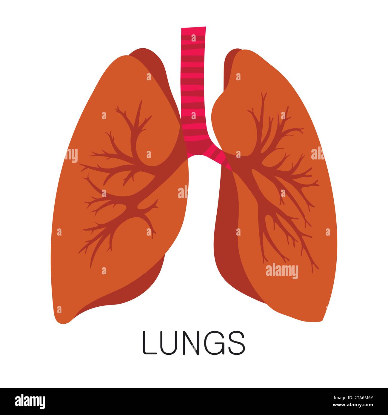 Icône de poumons dans le style plat isolé sur fond blanc. Vecteur d'organe médical d'anatomie humaine Illustration de Vecteur