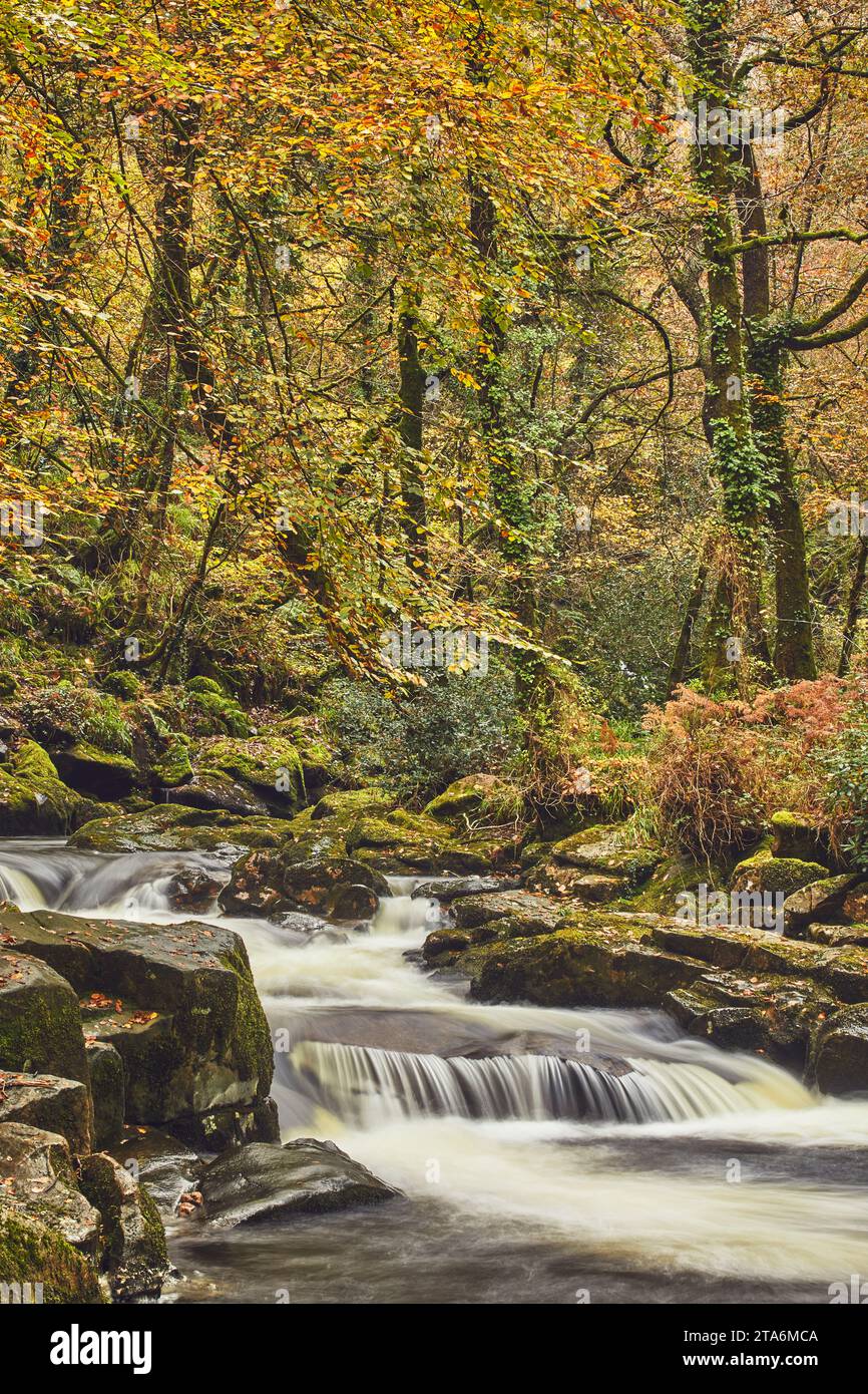 Une rivière boisée coulant à travers du bois drapé de couleurs automnales ; la rivière Erme à Erme Woods, Ivybridge, Dartmoor National Park, Devon, Grande-Bretagne. Banque D'Images