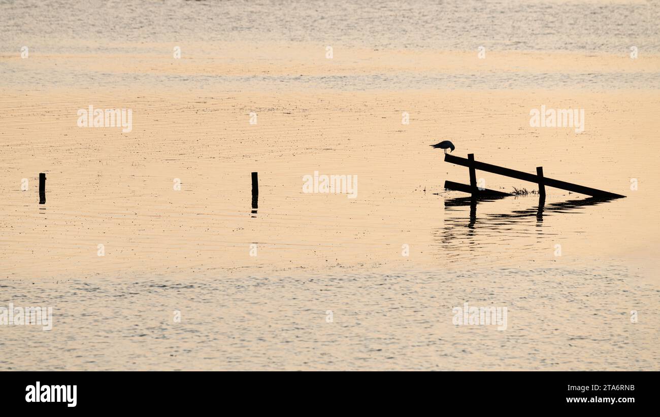 Silhouette d'un oiseau sur une clôture pendant la marée haute dans le Wash, Angleterre Banque D'Images