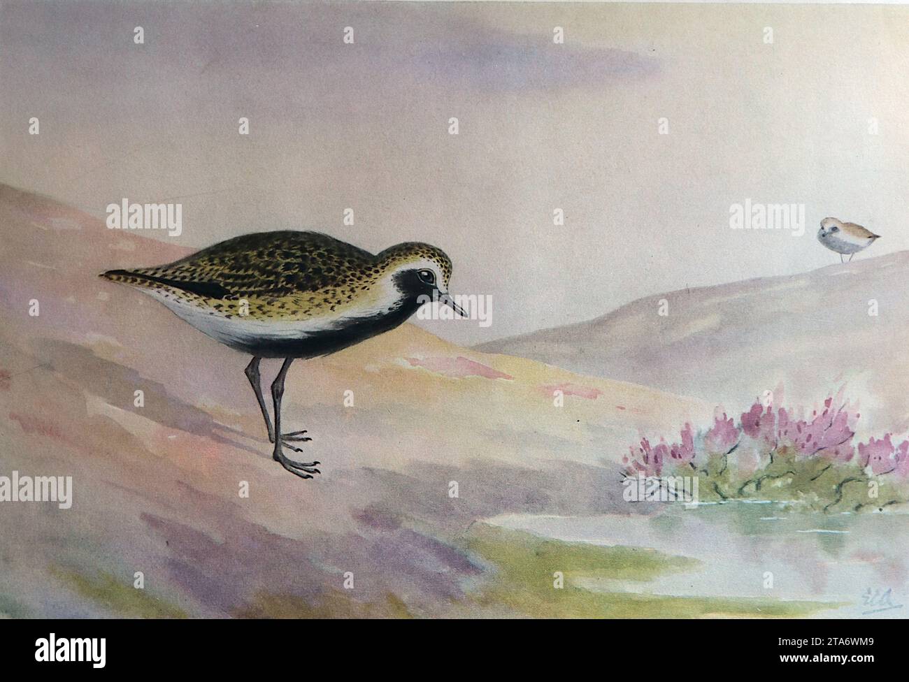 Golden Plover : échassiers britanniques d'après un dessin à l'aquarelle de E.C. Arnold, 1924. Edward Carleton Arnold (1868-1949) était un maître d'école et un ornithologue enthousiaste. Il a écrit plusieurs livres sur le sujet qui ont été illustrés avec ses propres aquarelles. Celles-ci étaient généralement entreprises à partir de souvenirs ou de notes que l'artiste compilait lorsqu'il voyait des oiseaux particuliers et, de son propre aveu, ses dessins à l'aquarelle n'étaient souvent pas à l'échelle. De 1924 à 1929, M. Arnold a été directeur du Eastbourne College. Banque D'Images