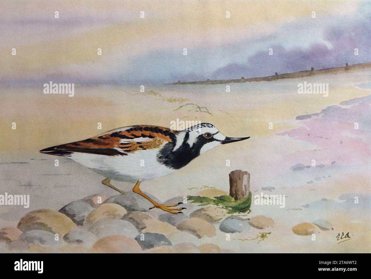 Turnstone : échassiers britanniques d'après un dessin à l'aquarelle de E.C. Arnold, 1924. Edward Carleton Arnold (1868-1949) était un maître d'école et un ornithologue enthousiaste. Il a écrit plusieurs livres sur le sujet qui ont été illustrés avec ses propres aquarelles. Celles-ci étaient généralement entreprises à partir de souvenirs ou de notes que l'artiste compilait lorsqu'il voyait des oiseaux particuliers et, de son propre aveu, ses dessins à l'aquarelle n'étaient souvent pas à l'échelle. De 1924 à 1929, M. Arnold a été directeur du Eastbourne College. Banque D'Images