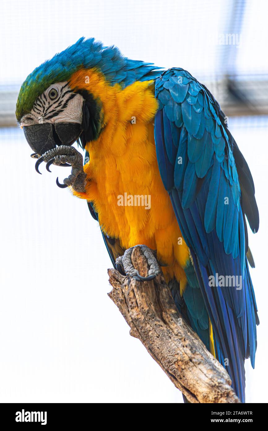 Macaras bleu et jaune au zoo de Labenne, pays basque, Landes, France Banque D'Images