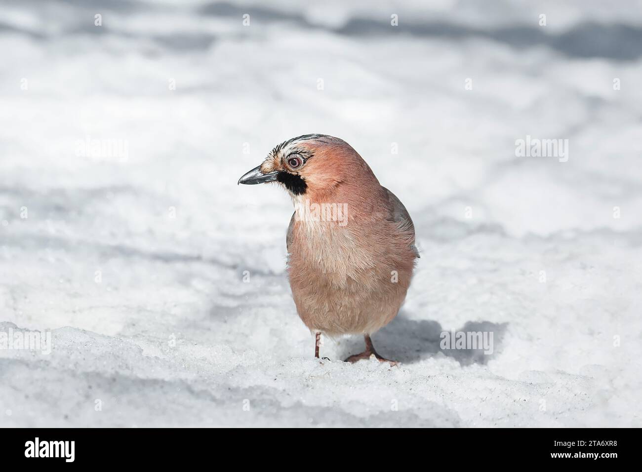 Un oiseau du genre Jay de la famille des corvidés de l'ordre des Passeriformes dans la forêt d'hiver Banque D'Images